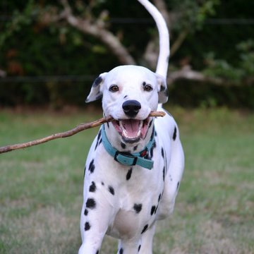 mika de la petite vallee des chiens