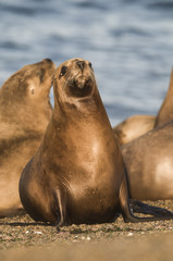 Fototapeta premium Mother sea lion, Patagonia