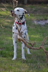 mika de la petite vallee des chiens