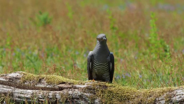 Cuckoo ( Cuculus canorus )  on the ground
