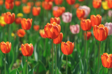 Fototapeta na wymiar Many red tulips on flower bed