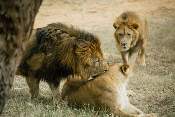 Lions in the in Fasano apulia Italy © Vivid Cafe