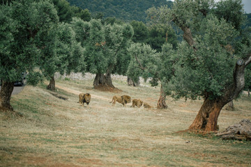 Lions in the in Fasano apulia Italy © Vivid Cafe