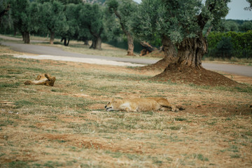 Lions in the in Fasano apulia Italy © Vivid Cafe