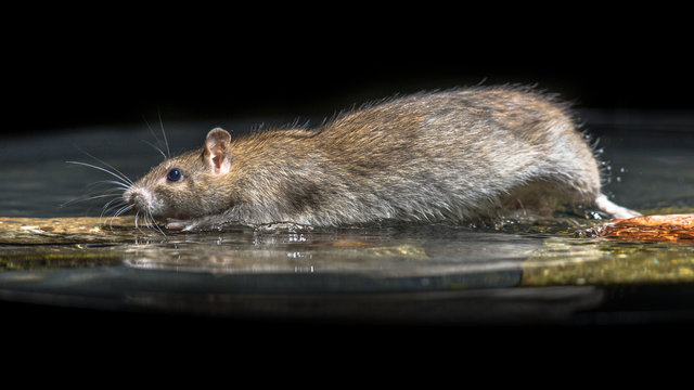 Wild brown rat moving in water