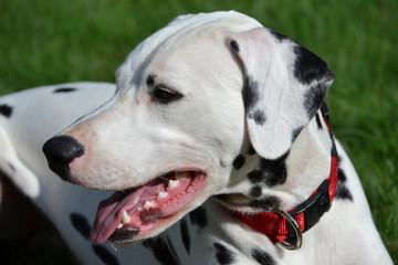 mika de la petite vallee des chiens