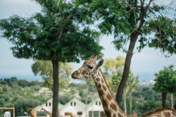 Giraffe in Fasano apulia safari zoo Italy