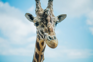 Giraffe in Fasano apulia safari zoo Italy