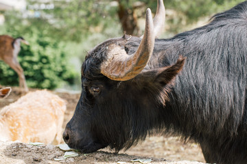 Black Buffalo in Fasano apulia Italy