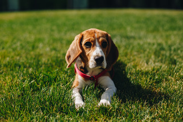 Close up beautiful beagle puppy lying on the green grass on the backyard of the house. Little...