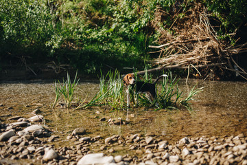 Little beagle dog standing in the small pond with bulrush and hunting. Beagle puppy playing in the lake