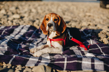 Beautiful beagle puppy lying on the purple blanket on the stony beach near the lake. Little beagle...