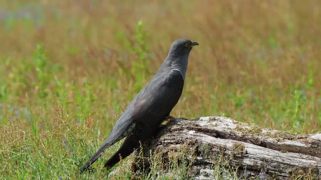 Cuckoo ( Cuculus canorus )  on the ground