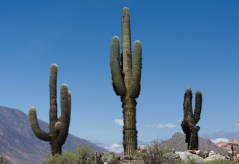 Giant cactus in the plateaux 