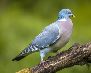 Wood pigeon walking on branch
