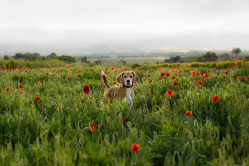 Perro beagle en campo verde entre amapolas con niebla de fondo