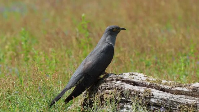 Cuckoo ( Cuculus canorus )  on the ground