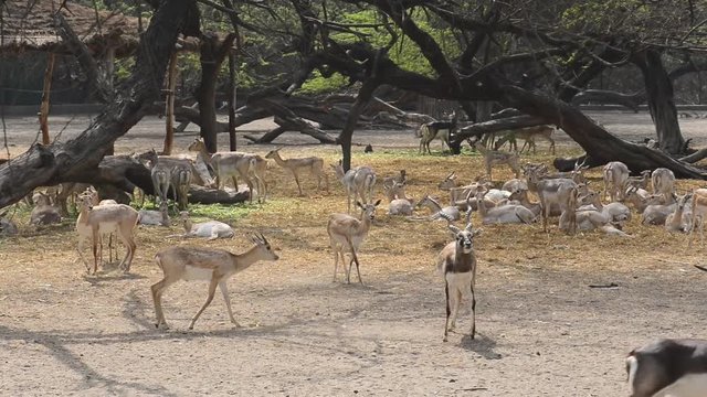 Spotted deer (Axis axis) New Delhi Zoo, India