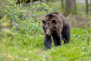 European brown bear walking through the woods