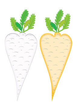 Symbolls root vegetables.The objects of the parsley and carrot isolated, vector.
