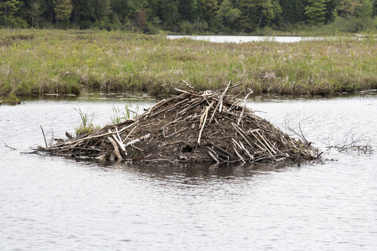 Hutte de castor, habitat Estrie Canada