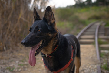 Portrait of a black German Shepherd dog in front of train tracks