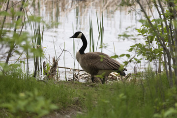 Bernache du Canada, Canada goose