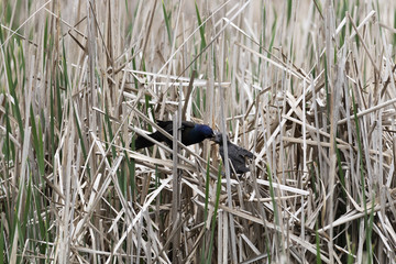 Quiscale bronz&eacute;, oisillon, common grackle 