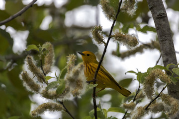 Paruline jaune, Yellow Warbler, Parulidés