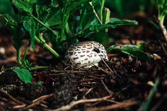 White mushroom with brown spots - Chlorophyllum molybdites. The Poisonous mushroom in the forest