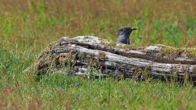 Cuckoo ( Cuculus canorus )  on the ground