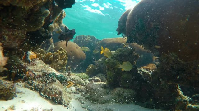 Colorful seabed on the coral reef in the Caribbean Sea.  Bright sea bottom landscape full of tropical fish, anemones and corals. Underwater ocean aquatic wildlife. Bocas del Toro islands in Panama.