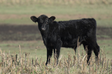 Black steer