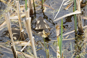 Poussins Canard noir, baignade, nouriture