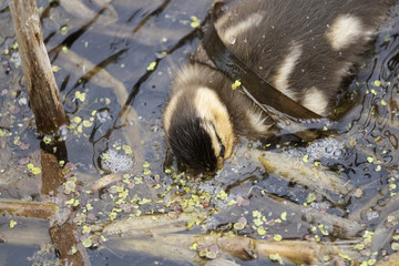 Poussins Canard noir, baignade, nouriture