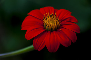 Flor veremelha