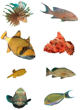 Collection reef fish isolated white background  