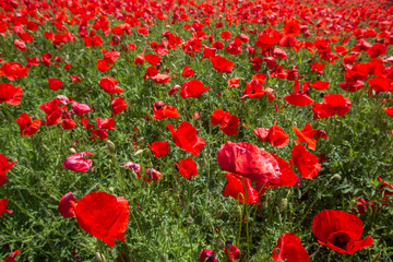Obraz premium Poppy field in spring