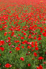 Poppy field in spring