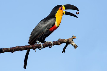 Black toucan eating and blue sky. Wildlife scene from nature. Birdwatching in Brazil.