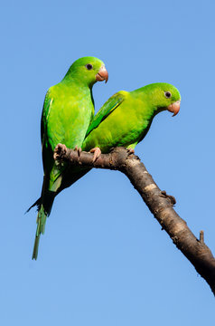 Green parakeet and blue sky. Wildlife scene from nature. Birdwatching in Brazil.