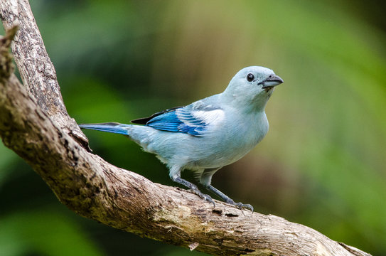 Blue bird in the Amazon rainforest. Blue-gray Tanager. Wildlife scene from nature. Birdwatching in Brazil.