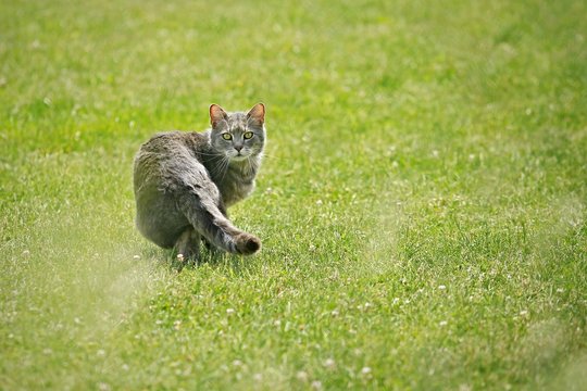 Tabby cat walking on green grass with white clover flowers looking back, while hunting, sunny day