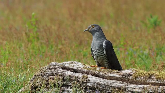 Cuckoo ( Cuculus canorus )  on the ground
