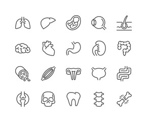 Simple Set of Internal Organs Related Vector Line Icons. Contains such Icons as Reproductive System, Brain, Heart, Blood Vessel and more. Editable Stroke. 48x48 Pixel Perfect.