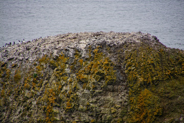 Common Murre  on basalt sea stacks
