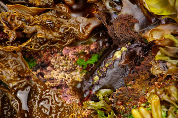 Black Katy or leather chiton