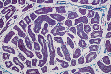 Human testis under the microscope view.