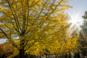 銀杏の黄葉