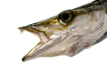 Yellowtail Barracuda – Head, Eye and Teeth